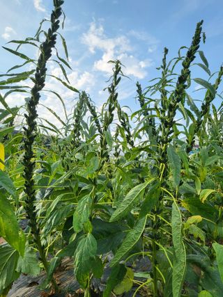 초보농부님의 9월 내 작물 자랑하기 · 참여글 작성글 사진