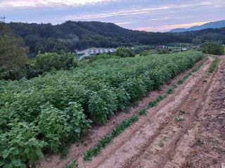 한태훈님의 들깨 · 자유게시판 작성글 사진