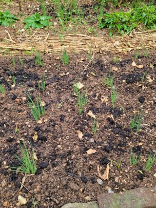 황창옥님의 9월 내 작물 자랑하기 · 참여글 작성글 사진