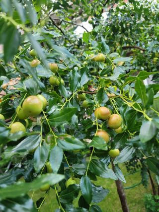 황창옥님의 9월 내 작물 자랑하기 · 참여글 작성글 사진