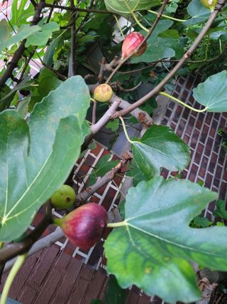 황창옥님의 9월 내 작물 자랑하기 · 참여글 작성글 사진