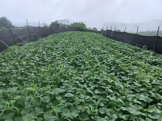 한태훈님의 고구마 · 자유게시판 작성글 사진