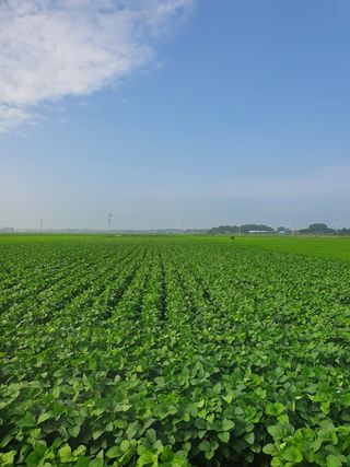 수도작 농원님의 파 · 자유게시판 작성글 사진