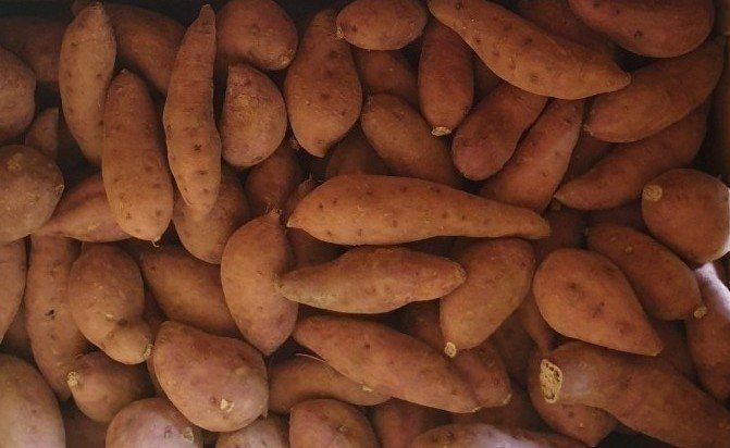 장금이1님의 장터 판매 상품 [꿀고구마 10kgㅡ26900] 첨부 사진