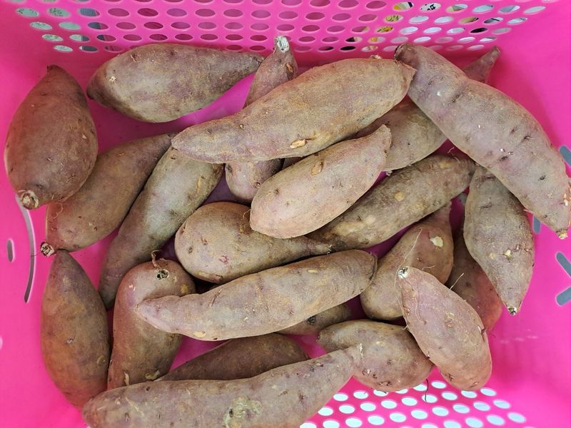 장금이1님의 장터 판매 상품 [꿀고구마 10kgㅡ26900] 첨부 사진