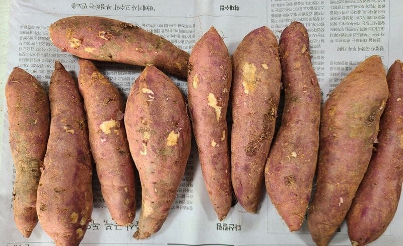 장금이1님의 장터 판매 상품 [꿀고구마 10kgㅡ26900] 첨부 사진