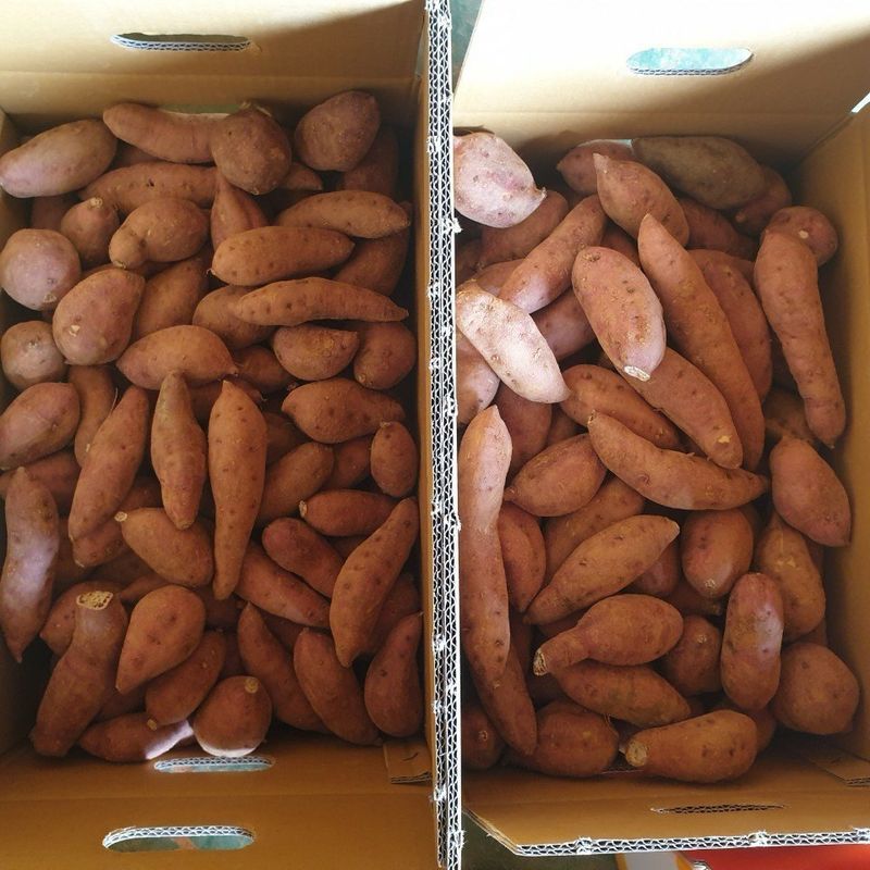 장금이1님의 장터 판매 상품 [꿀고구마 10kgㅡ26900] 첨부 사진