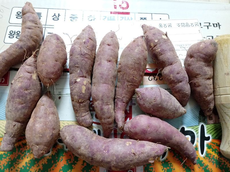 장금이1님의 장터 판매 상품 [꿀고구마 10kgㅡ26900] 첨부 사진