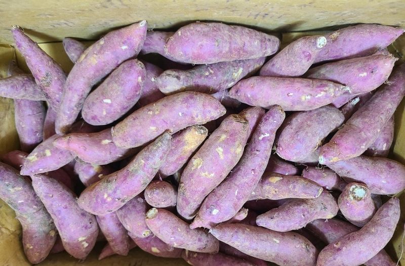 장금이1님의 장터 판매 상품 [꿀고구마 10kgㅡ26900] 첨부 사진