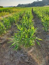 팜모닝 9월 내 작물 자랑하기·참여글 게시글 이미지