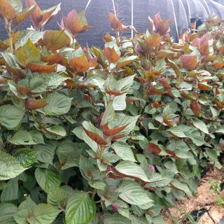 권세민님의 9월 내 작물 자랑하기 · 참여글 작성글 사진