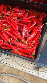 팜모닝 옥수수·영농일지 게시글 이미지