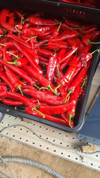 강혜원님의 옥수수 · 영농일지 작성글 사진