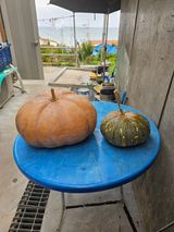 팜모닝 9월 내 작물 자랑하기·참여글 게시글 이미지