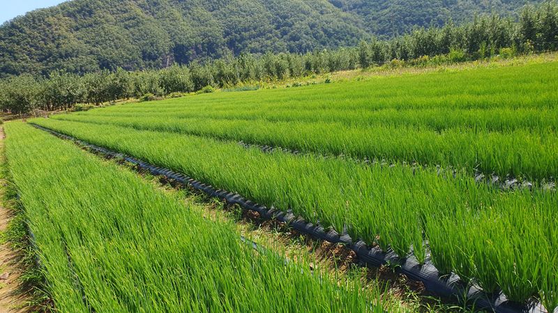 김재한님의 장터 판매 상품 [흙 쪽파 6kg 택배비포함 ] 첨부 사진