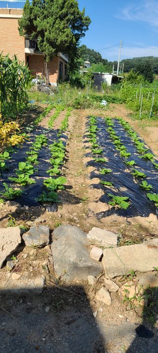 리윤구님의 9월 내 작물 자랑하기 · 참여글 작성글 사진