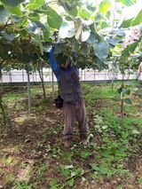 팜모닝 기타작물·영농일지 게시글 이미지