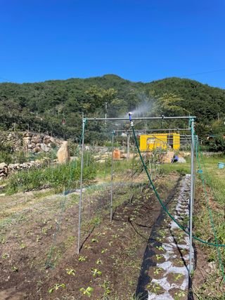 도곡님의 배추 · 파종•정식 작성글 사진