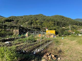 도곡님의 배추 · 파종•정식 작성글 사진