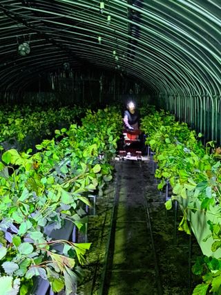 곽규철님의 딸기 · 품종•종자 작성글 사진