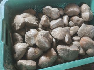 김영진(전남영광)님의 기타작물 · 자유게시판 작성글 사진