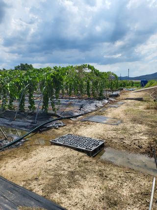 김영진(전남영광)님의 기타작물 · 자유게시판 작성글 사진