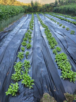 노근술님의 9월 내 작물 자랑하기 · 참여글 작성글 사진