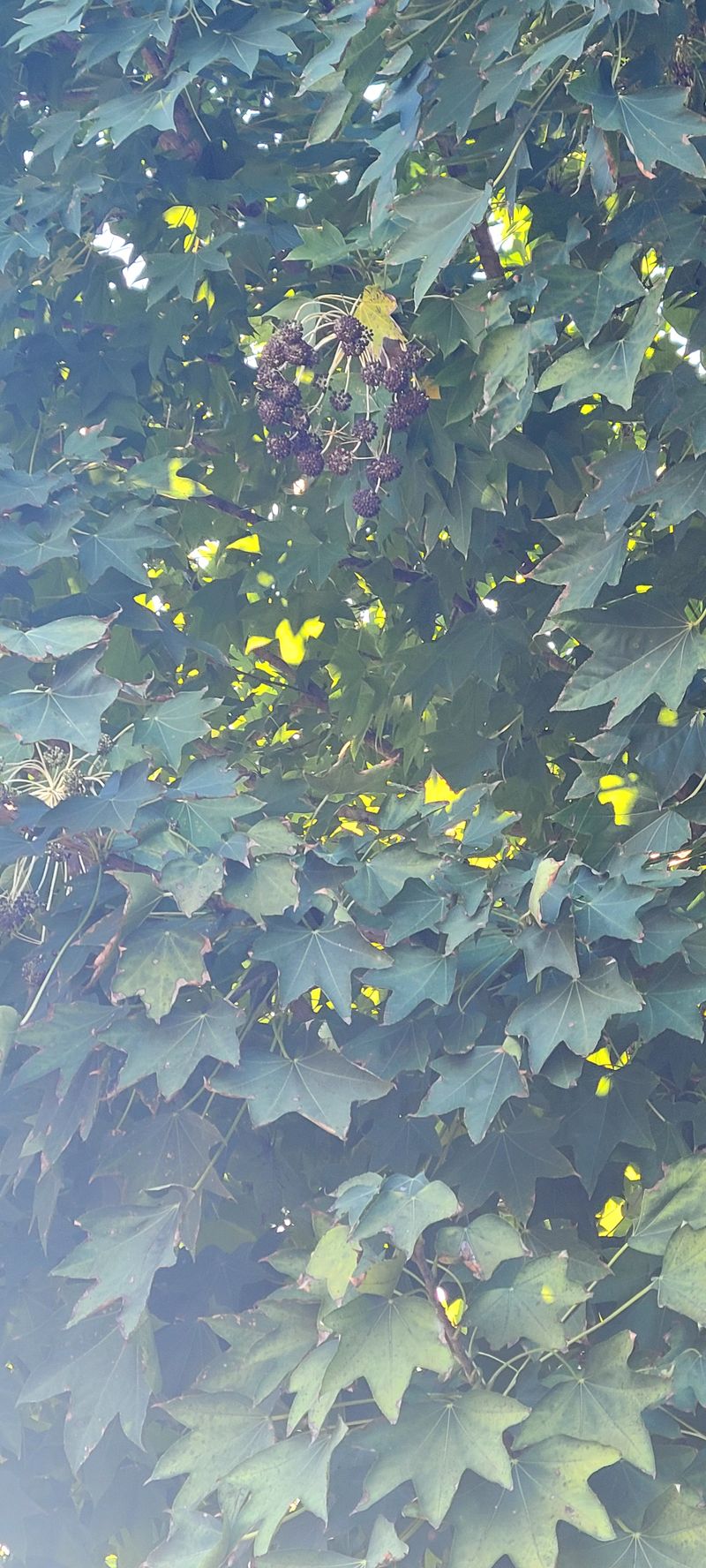 나무도깨비농원님의 장터 판매 상품 [엄나무씨앗] 첨부 사진