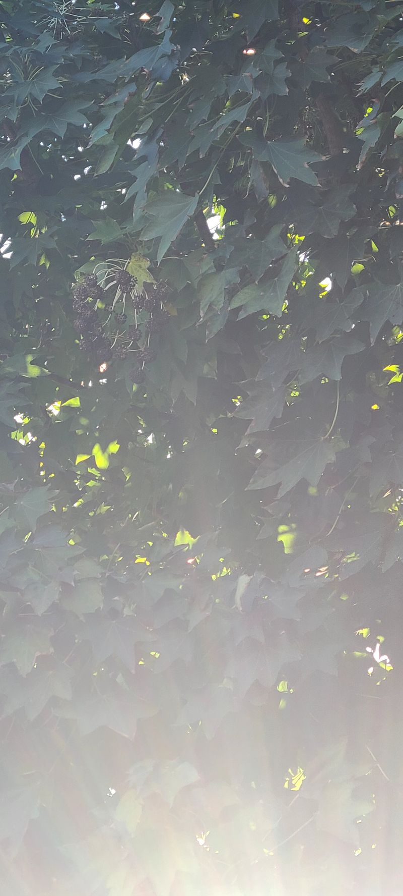 나무도깨비농원님의 장터 판매 상품 [엄나무씨앗] 첨부 사진