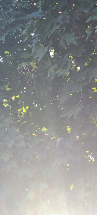 나무도깨비농원님의 작성글 사진