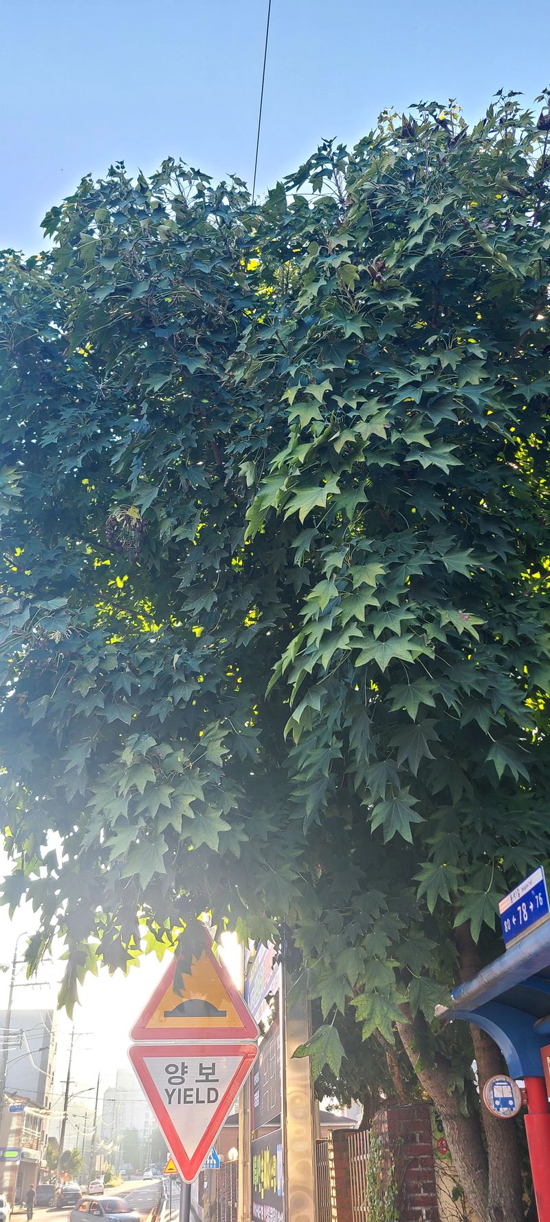 나무도깨비농원님의 장터 판매 상품 [엄나무씨앗] 첨부 사진