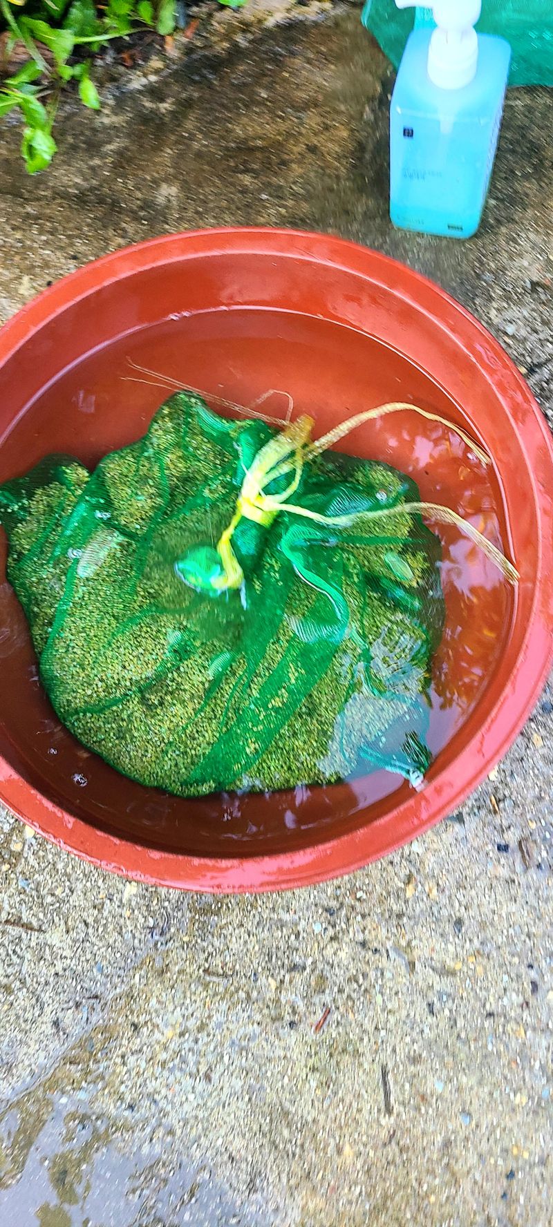 나무도깨비농원님의 장터 판매 상품 [엄나무씨앗] 첨부 사진