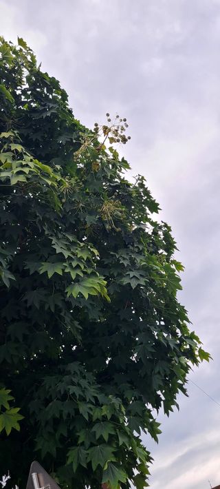 나무도깨비농원님의 작성글 사진