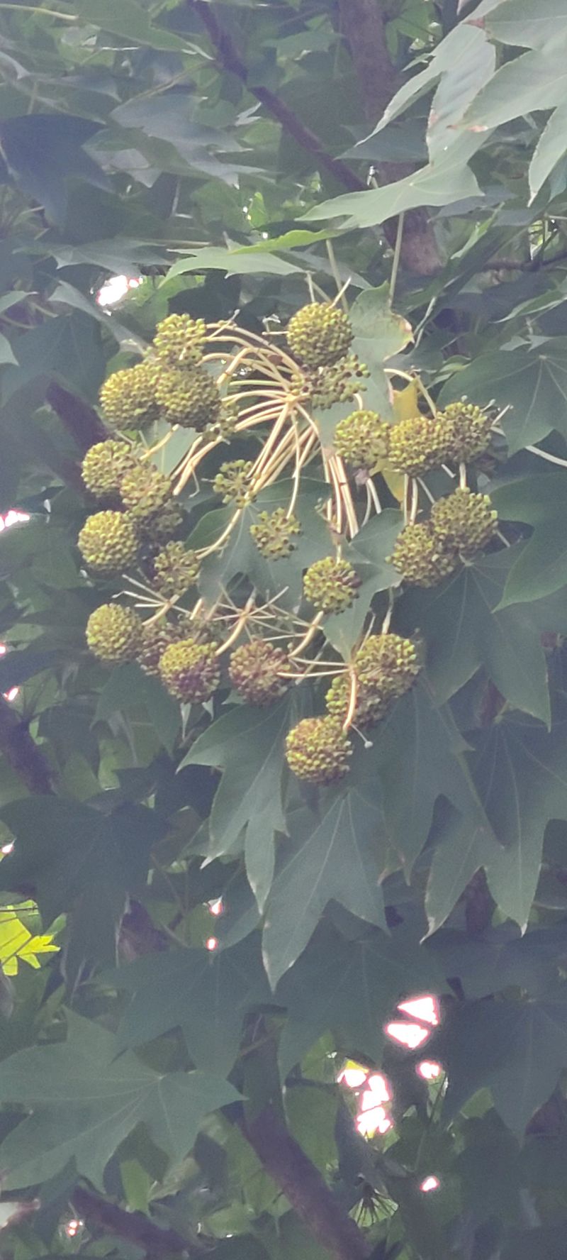 나무도깨비농원님의 장터 판매 상품 [엄나무씨앗] 첨부 사진