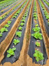 팜모닝 자유주제·자유게시판 게시글 이미지