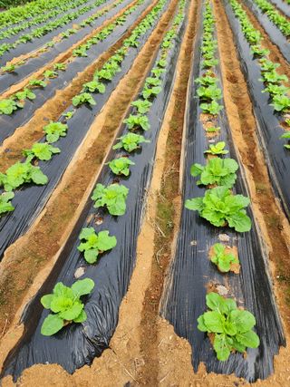 청송농장16987님의 자유주제 · 자유게시판 작성글 사진