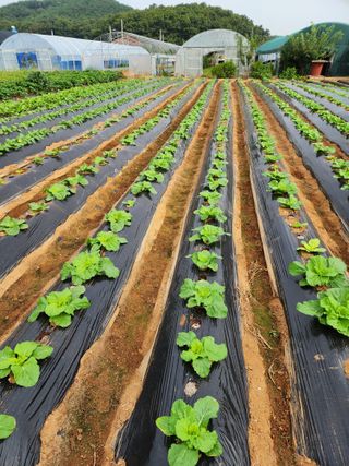 청송농장16987님의 자유주제 · 자유게시판 작성글 사진