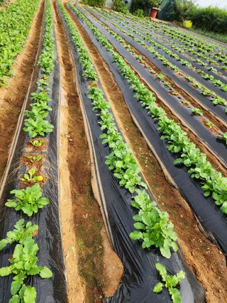 청송농장16987님의 자유주제 · 자유게시판 작성글 사진