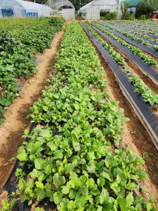 청송농장16987님의 자유주제 · 자유게시판 작성글 사진