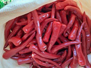 정영란님의 9월 내 작물 자랑하기 · 참여글 작성글 사진