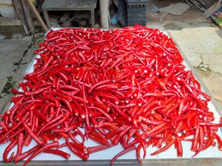 정영란님의 9월 내 작물 자랑하기 · 참여글 작성글 사진