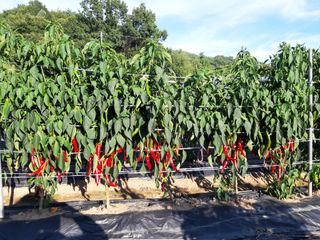 정영란님의 9월 내 작물 자랑하기 · 참여글 작성글 사진