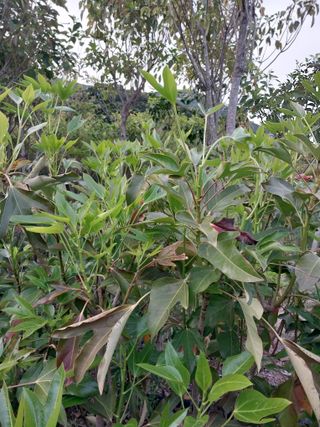 보길도박춘자님의 9월 내 작물 자랑하기 · 참여글 작성글 사진