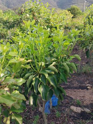 보길도박춘자님의 9월 내 작물 자랑하기 · 참여글 작성글 사진