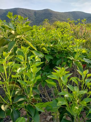 보길도박춘자님의 9월 내 작물 자랑하기 · 참여글 작성글 사진