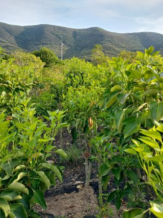 보길도박춘자님의 9월 내 작물 자랑하기 · 참여글 작성글 사진