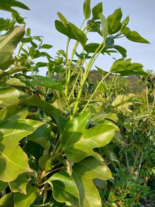 보길도박춘자님의 9월 내 작물 자랑하기 · 참여글 작성글 사진