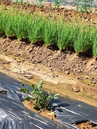 희원님의 고추 · 영농일지 작성글 사진