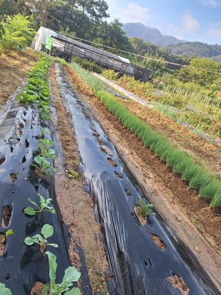 희원님의 고추 · 영농일지 작성글 사진