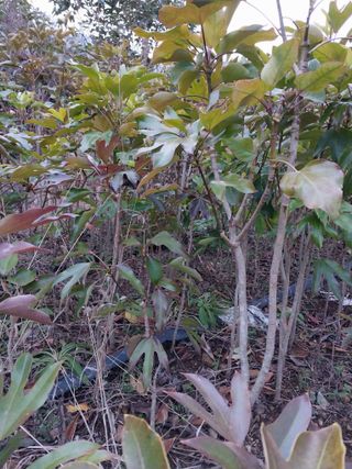 보길도박춘자님의 9월 내 작물 자랑하기 · 참여글 작성글 사진